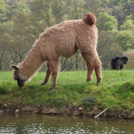llama trekking