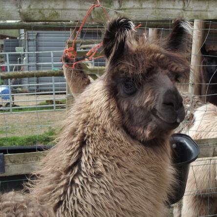gelded llama