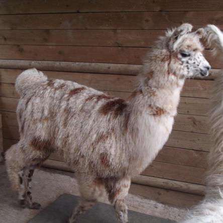 gelded llama
