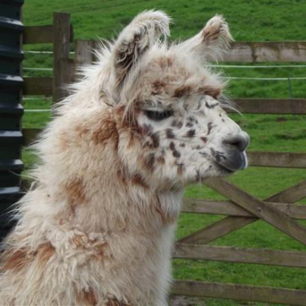 fibre llama