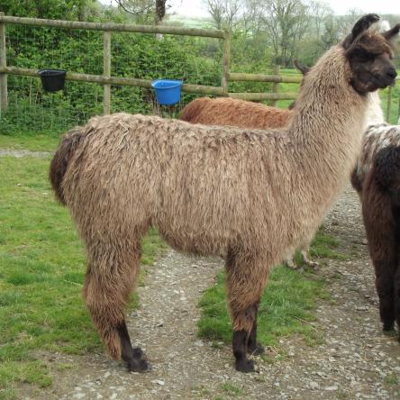 male llama