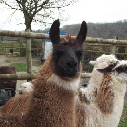 guard llama