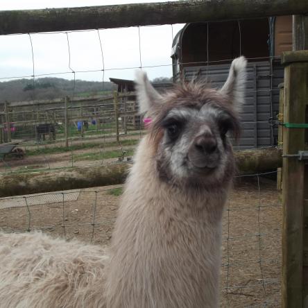 trekking llama