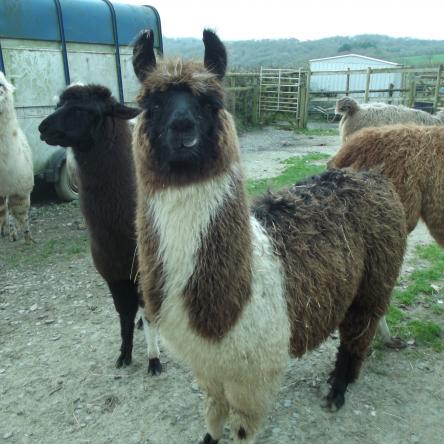 llamas for sale