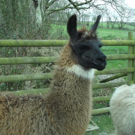 guard llama