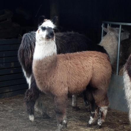 female llama for sale