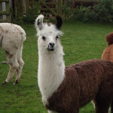 llama for sale