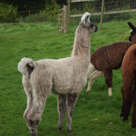 llama for sale