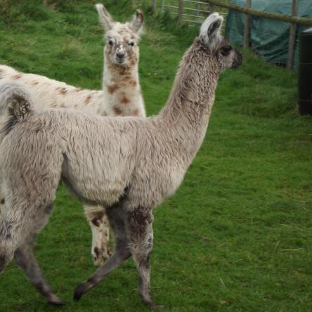 llama for sale