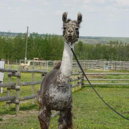 Canadian llama