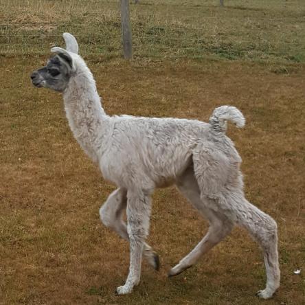 llama cria for sale