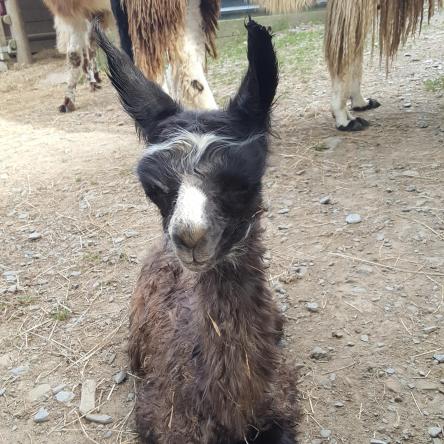 llama cria