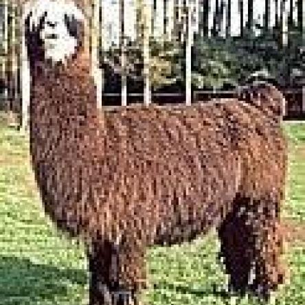 Argentine llama