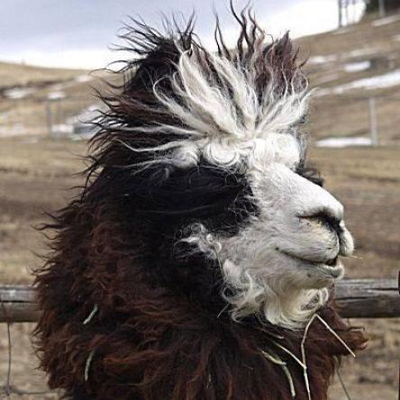 argentine llama