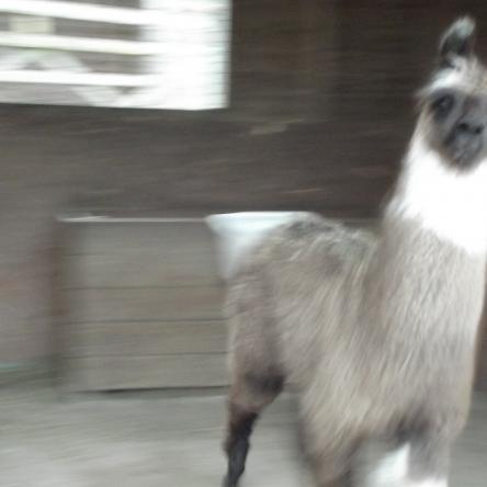 female llama