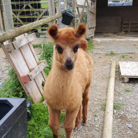 llama cria for sale