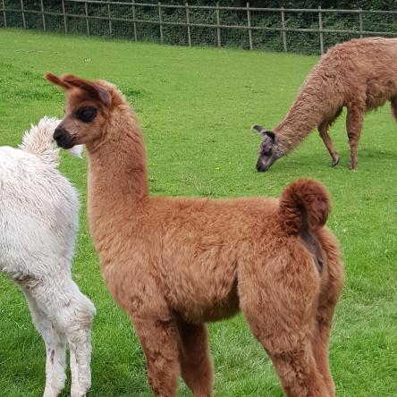 llama cria for sale
