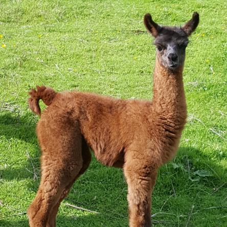 llama cria for sale
