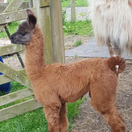 llama cria for sale