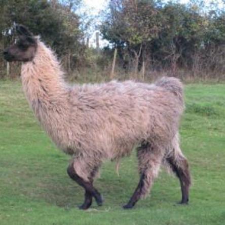 llama herd sire