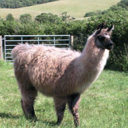 stud male llama