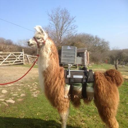 trekking llama