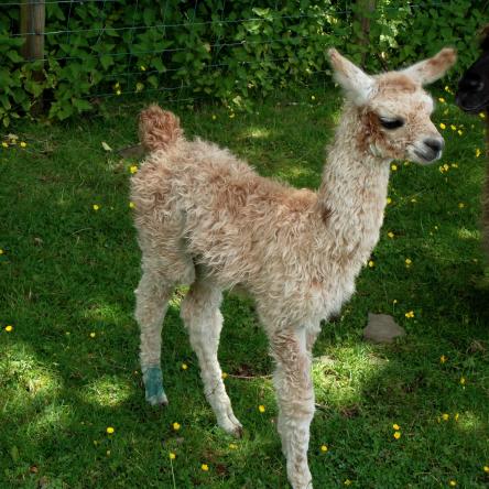 llama cria