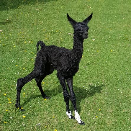 llama cria