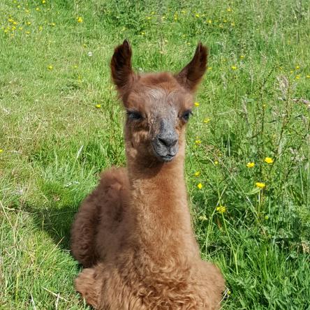 llama cria