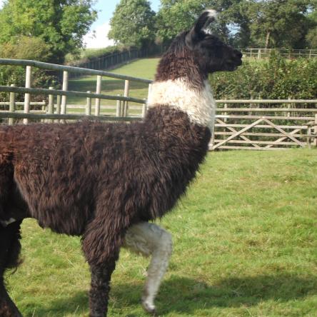 llama stallion