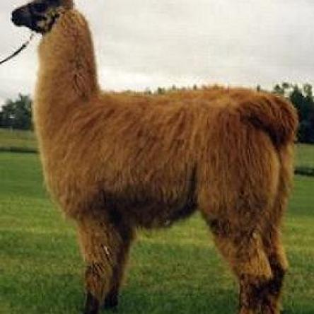 female llama
