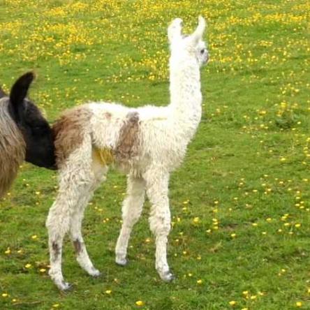 cria llama