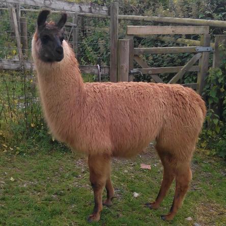young male llama