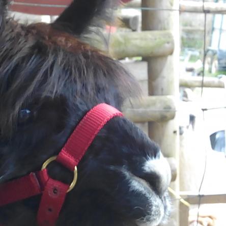 halter-trained llamas
