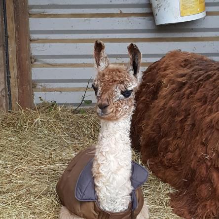llama cria