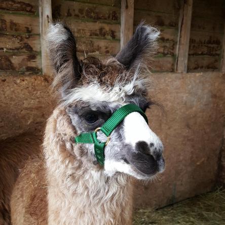llama