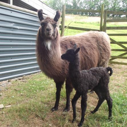 female llama and cria