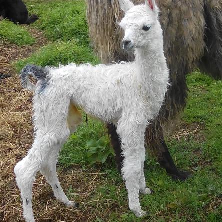 Tegans cria Bowie llama cria