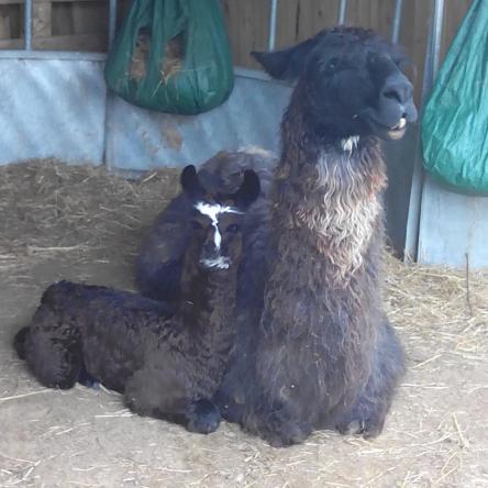 female llama for sale