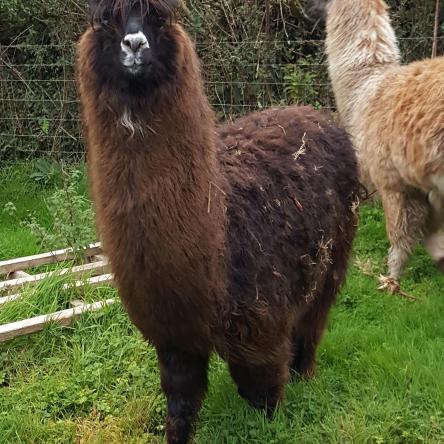 female llama
