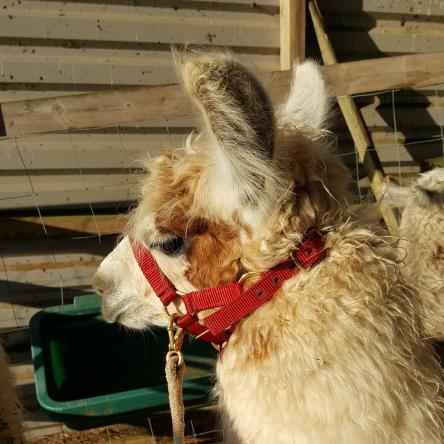 trekking llama