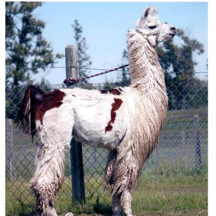 suri llama