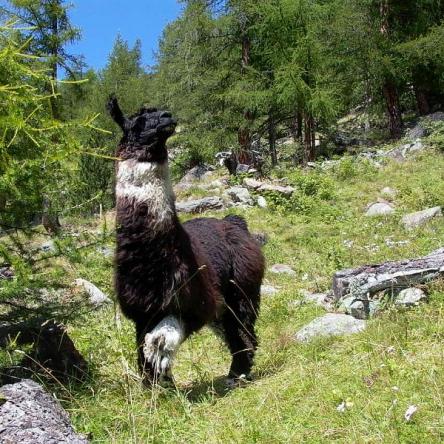 argentine llama