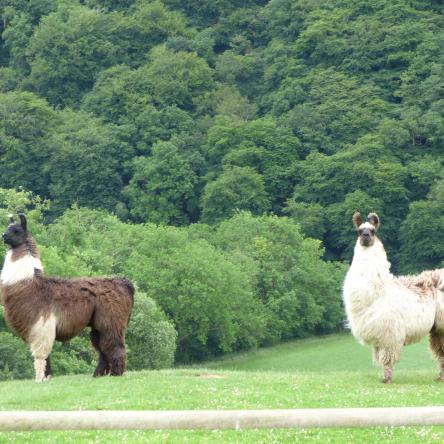 llama stallions
