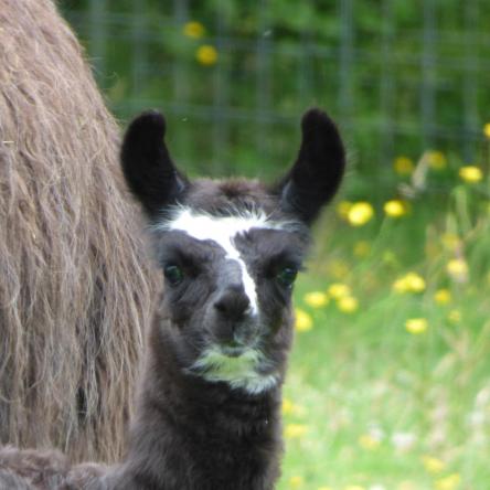 female llama and cria
