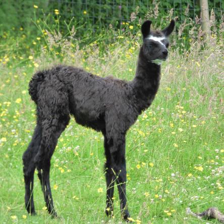 female llama and cria