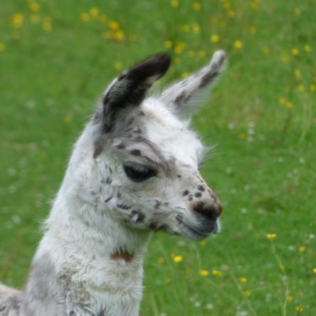 llama cria for sale