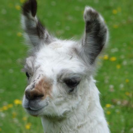spotty llamas