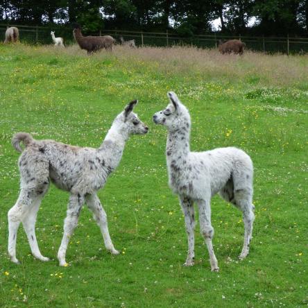 llama crias