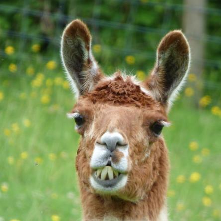 llama